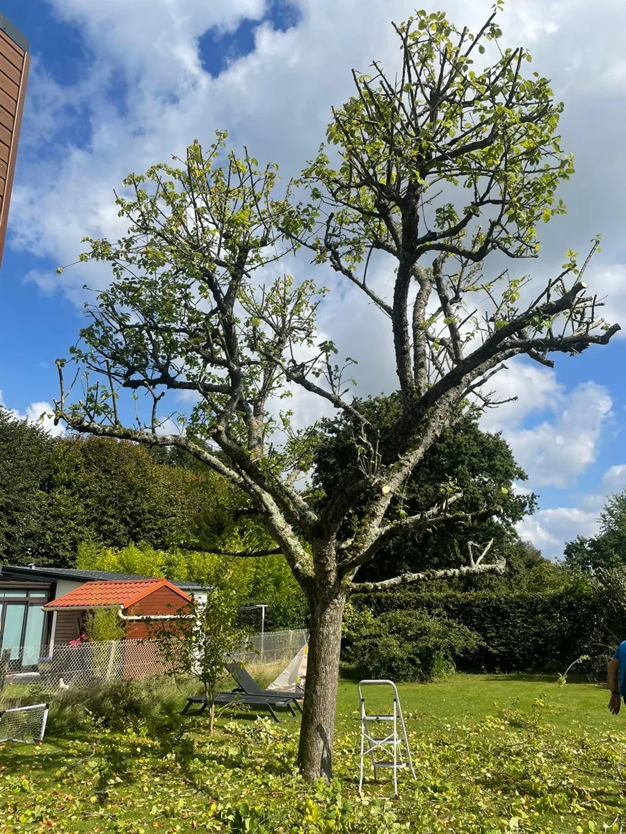 Arbre dont la couronne a été éclaircie