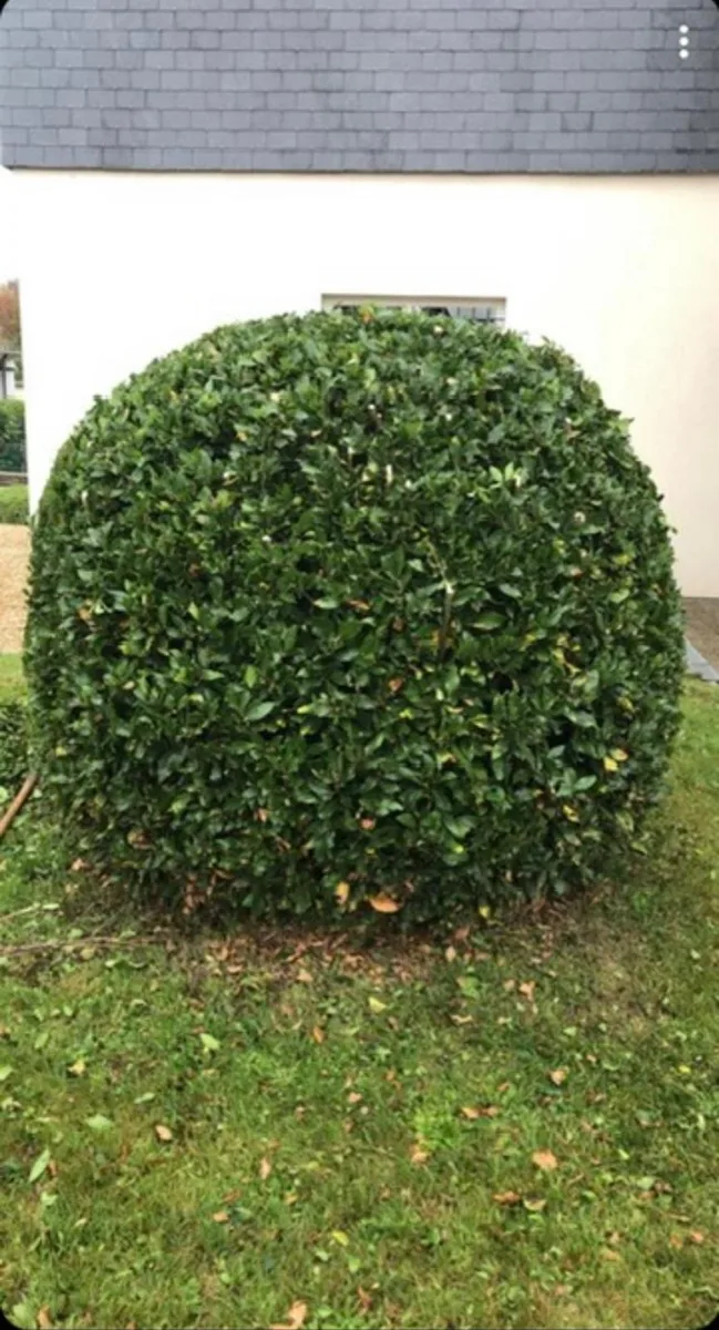 Arbuste taillé en boule