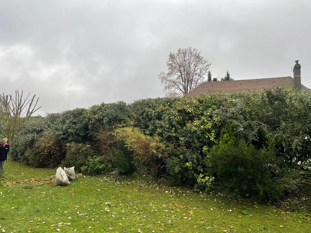 Massif envahi avant débroussaillage