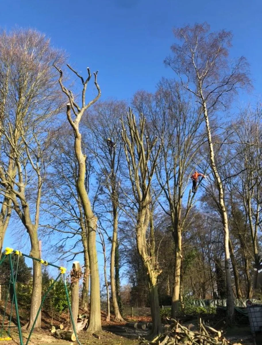 Alignement d'arbres élagués par l'équipe