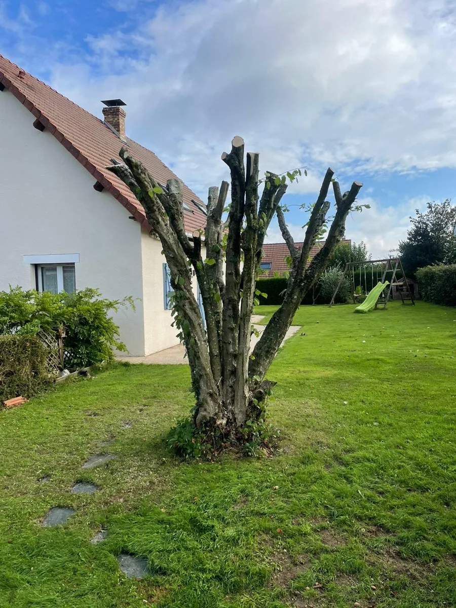 Arbre élagué dans un jardin de maison