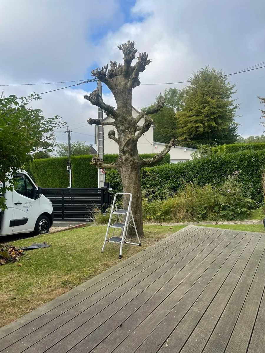 Arbre élagué au bord d'une terrasse en bois