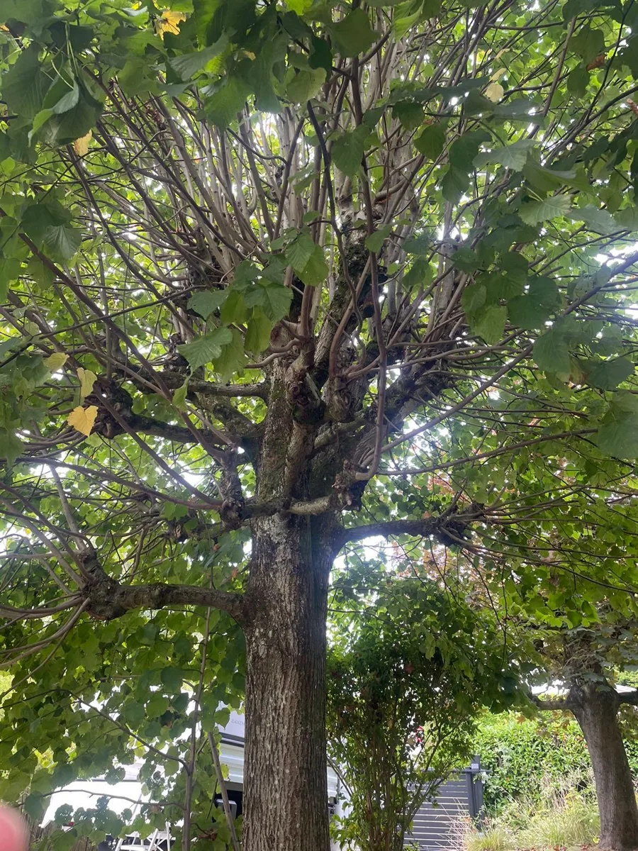 Vue du houppier d'un arbre pendant l'élagage