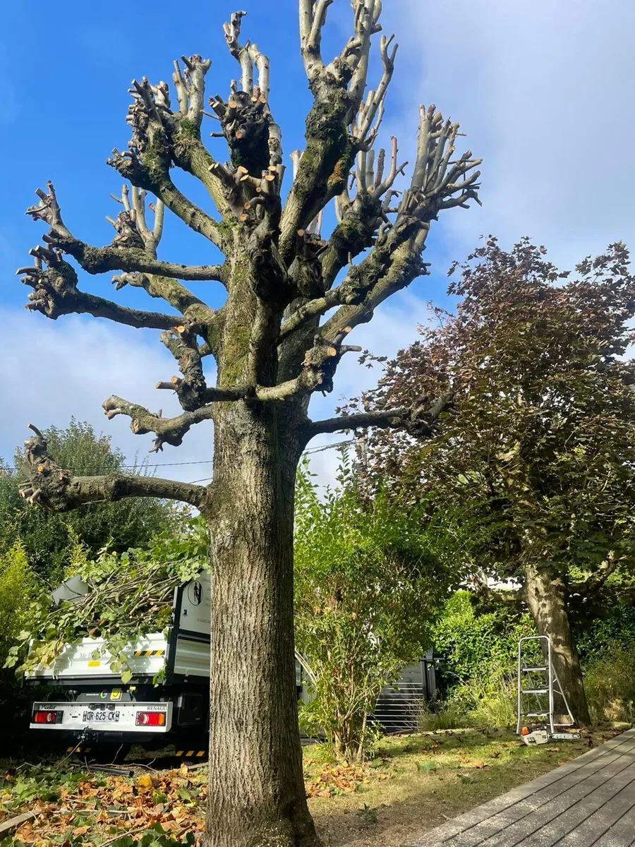 Arbre taillé en têtard