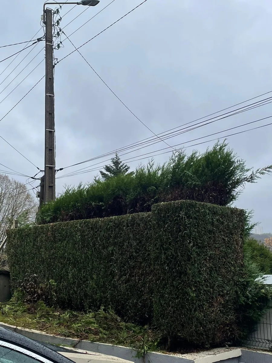 Haie de cyprès taillée côté rue