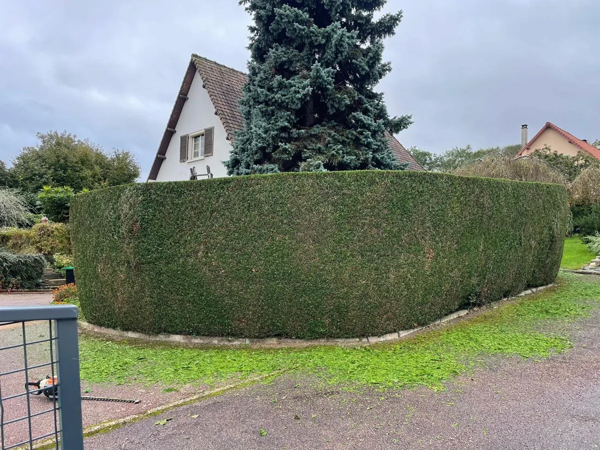 Haie de thuyas taillée en courbe